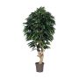 Mango decorativo CORINDA, tronco vero, verde, crossdoor, 175 cm - Made in Italy