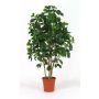 Schefflera artificiale NANETTE, tronchi reali, verde, 200 cm - Made in Italy