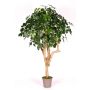 Schefflera decorativa SOLIDA, tronchi reali, verde, 200 cm - Made in Italy