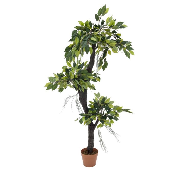 Ficus Lyrata. Lira Di Ficus. Impianto Domestico. Foglie Verdi Chiuse