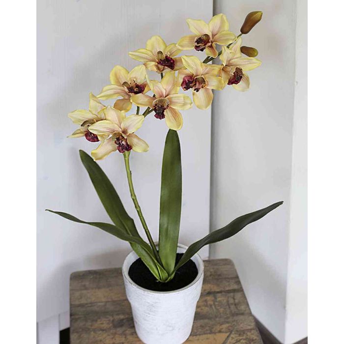 Vaso trasparente orchidea/cymbidium
