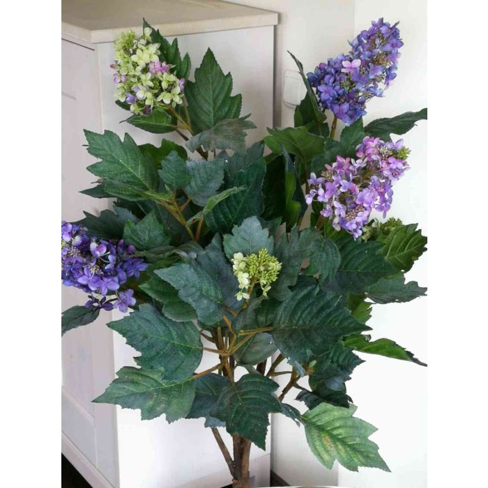 Hydrangea Paniculata Ruby - Ortensia Paniculata - Vendita Online Hydrangea Paniculata Ruby - Ortensia Paniculata - Vendita Online