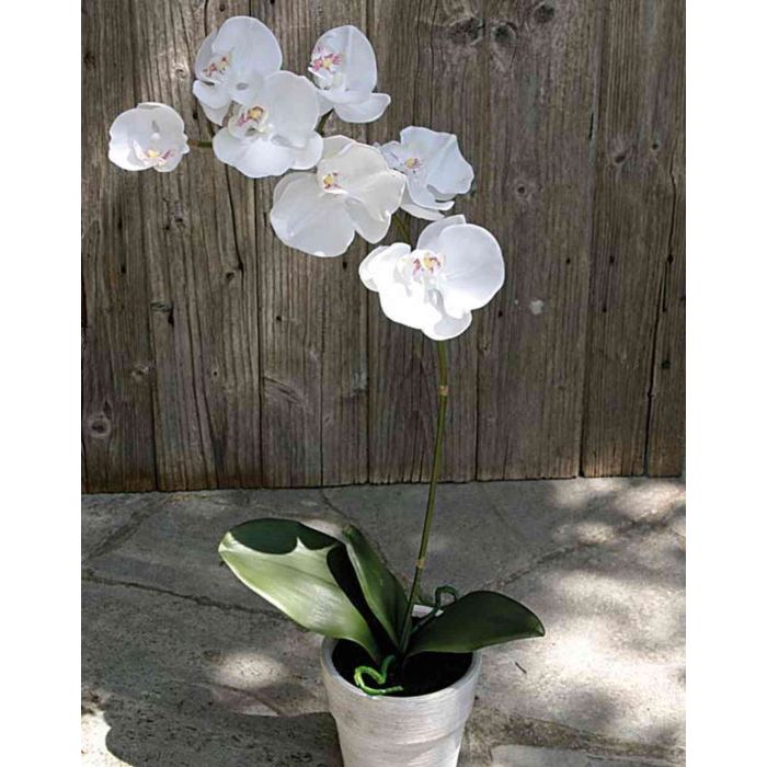 Orchidea Artificiali Oncidium a 3 Diramazioni con Vaso Altezza 45 cm Bianco