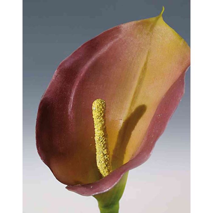 Calla Viola Calla artificiale SUSANA, viola-giallo, 70cm, 8x12cm