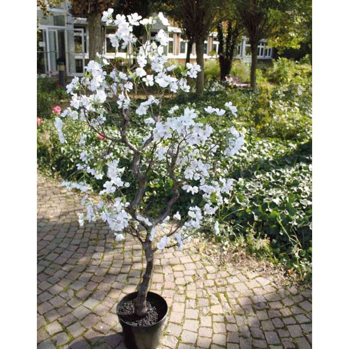 Partenio | Tanacetum parthenium | Ama per Bene