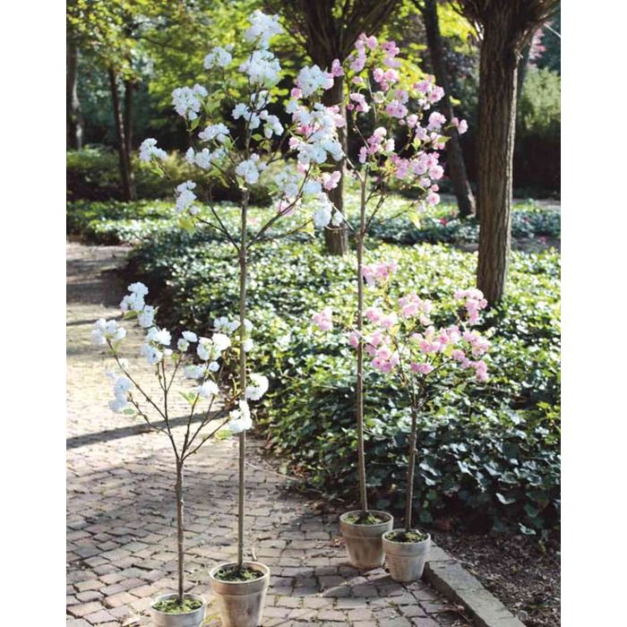Albero di ciliegio artificiale da 163 cm, pianta decorativa con fiori rosa, tronco in legno reale, vaso riempito di cemento, albero realistico (bianco | Leroy Merlin