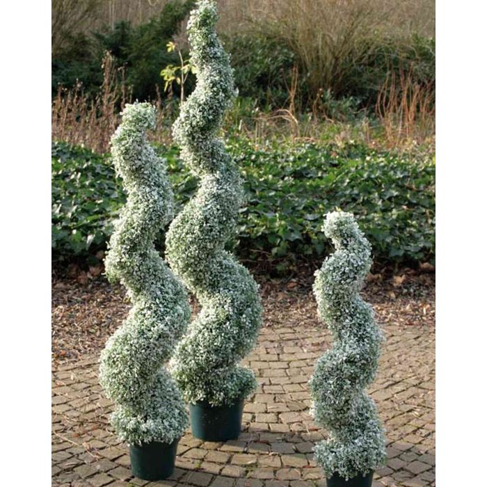 Albero di bosso finto HEINZ con tronco naturale, 80cm, 30cm