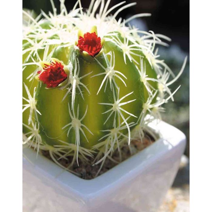 Cactus finto cuscino della suocera RENATO, fiori, vaso di ceramica,  verde-rosso, 12cm