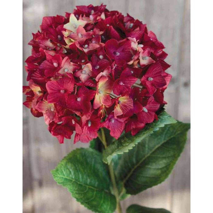 Ortensia Finta HERMINE Rosso Bordeaux 65cm ortensia-finta-hermine-rosso-bordeaux-65cm