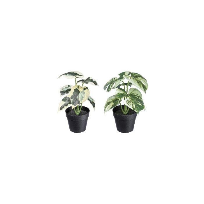 Halcyon Hosta 4 Piante Artificiali Perenni, Finto Cordyline, 48,3 Cm, Realistiche, Per Interni Ed Esterni, Senza Manutenzione