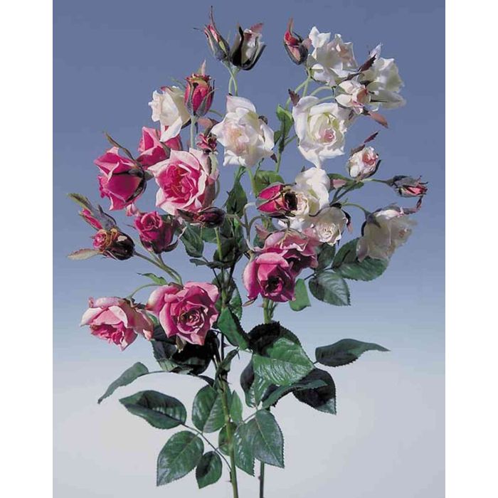 Magnolia sopra acqua fotografia stock. Immagine di abbastanza - 144214940