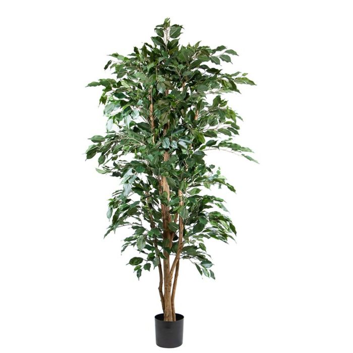 Ficus Benjamin Artificiale 180cm - Pianta Finta Con Tronco In Legno Naturale Per Interni - Foto 2