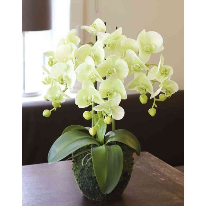 Orchidea Phalaenopsis artificiale VEENA con terriccio, crema-verde, 50cm