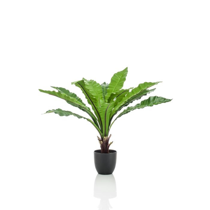 Asplenium parvatii, felci e piante da appartamento online