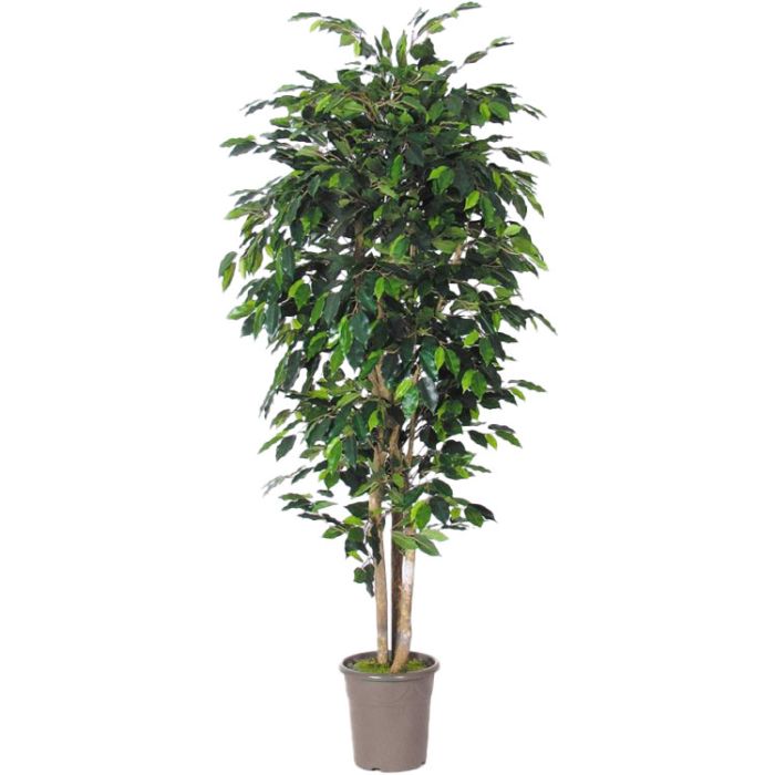 DAKU Ficus Ornamentale Artificiale 120cm - Pianta Tropicale Con 1670 Foglie Bianco-Verdi E Tronco Naturale - 4