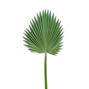 Fronda artificiale di palma Washingtonia FADIA, grigio-verde, 95cm
