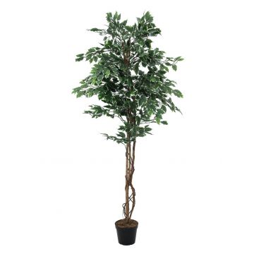 Ficus argento finto JACOPO, tronchi naturali, verde-bianco, 180cm