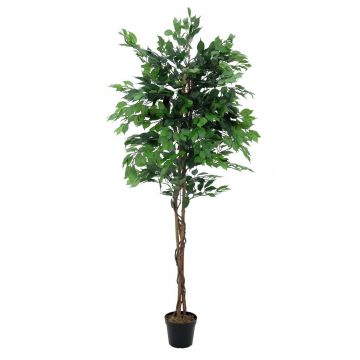 Ficus benjamin di plastica JACOPO, tronchi naturali, verde, 180cm