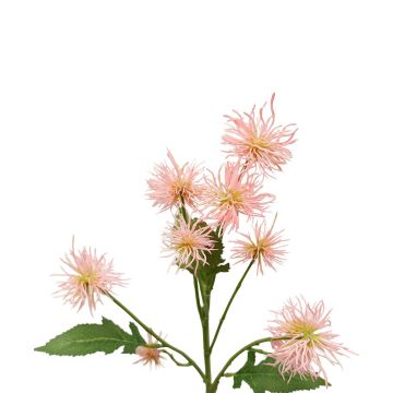 Ramo decorativo di cardo sferico GESKENDA, rosa-giallo, 60 cm