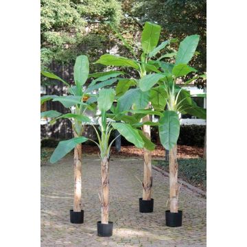 Pianta artificiale albero di banano SHARA, 210 cm