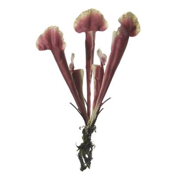 Sarracenia artificiale HAMY, gambo, verde bordeaux, 35cm