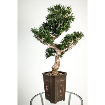 Podocarpo bonsai finto TRISTAN radici, vaso decorativo, verde, 90cm