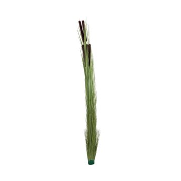Cannuccia di palude falsa DIVO spadice, gambo, verde chiaro 150cm