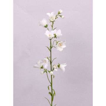 Campanula artificiale GISELA, bianco, 65cm, Ø5cm