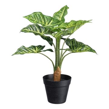 Pianta decorativa Syngonium ZILHEN, vaso decorativo, verde, 45 cm