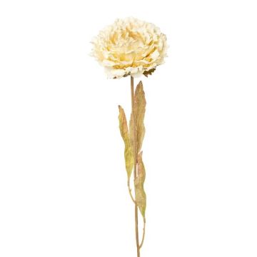 Fiore decorativo peonia MASNOR, effetto secco, crema, 65 cm