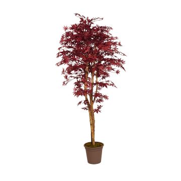 Acero giapponese decorativo GORDJUSCHA, tronchi veri, rosso scuro, 175 cm - Made in Italy