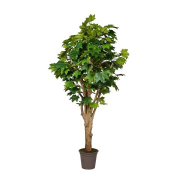 Acero decorativo DEMJAN, tronco reale, verde, 175 cm - Made in Italy