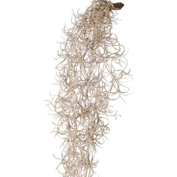 Tillandsia Usneoides artificiale LIVADI su bastone, grigio, 115 cm