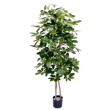 Schefflera artificiale GÜSSING, tronchi naturali, verde, 120 cm