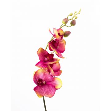 Orchidea Phalaenopsis finta DAJANA, viola-verde, 90cm, Ø6-11cm