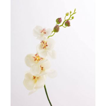 Orchidea Phalaenopsis finta DAJANA, crema-bianco, 90cm, Ø6-11cm