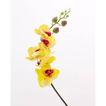 Orchidea Phalaenopsis finta DAJANA, giallo-fucsia, 90cm, Ø6-11cm