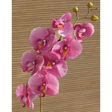 Ramo decorativo di orchidea phalaenopsis RICKY, fucsia, 105cm