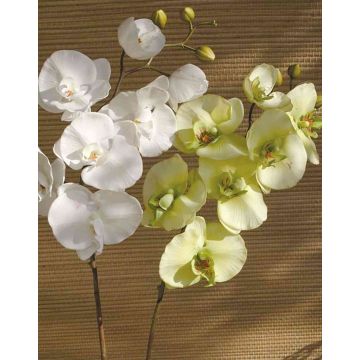 Ramo decorativo di orchidea phalaenopsis RICKY, crema-verde, 105cm