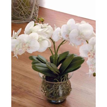 Orchidea phalaenopsis artificiale ASTORIA in vetro, crema, 60cm