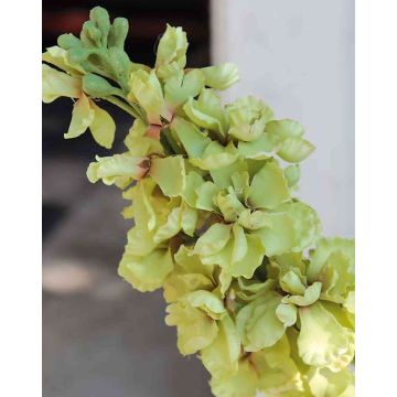 Fiore artificiale di violaciocca BETHANY, crema-verde, 85cm