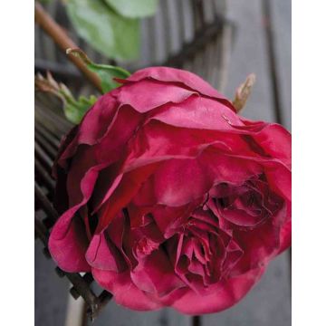 Rosa centifolia artificiale TAYNARA, bordeaux, 50cm, Ø9cm