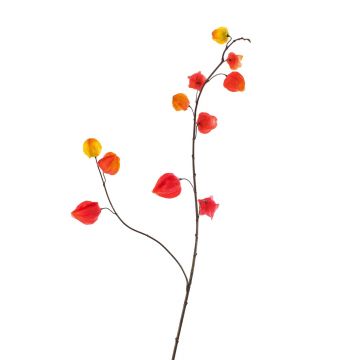 Ramo artificiale di physalis MARCY, frutti, rosso-arancione, 95cm