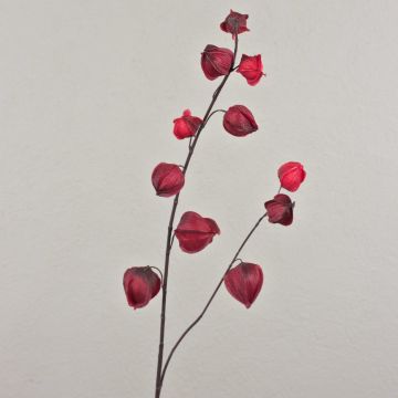 Ramo di physalis di plastica MARCY, frutti, rosso bordeaux, 95cm