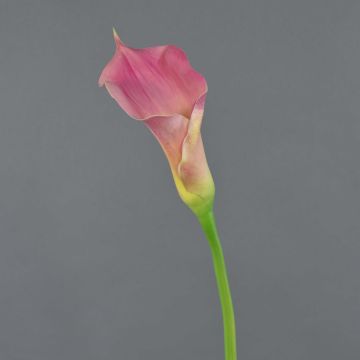 Calla sintetica TERESA, fucsia-giallo, 70cm, 10x18cm