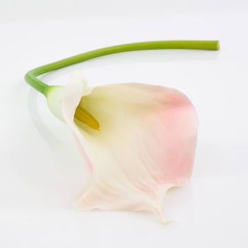 Calla sintetica TERESA, bianco-rosa, 70cm, 10x18cm