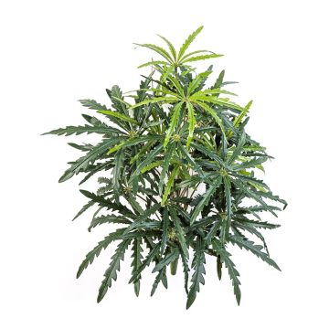Aralia artificiale PANGON su bastoncino, verde, 50 cm