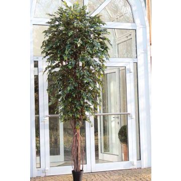 Albero artificiale ficus Benjamini YONDALA, tronchi veri, verde, 300cm