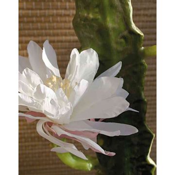 Cactus artificiale regina della notte DOMENICA, fiore, bianco, 50cm