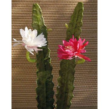 Cactus artificiale regina della notte DOMENICA, fiore, bianco, 50cm